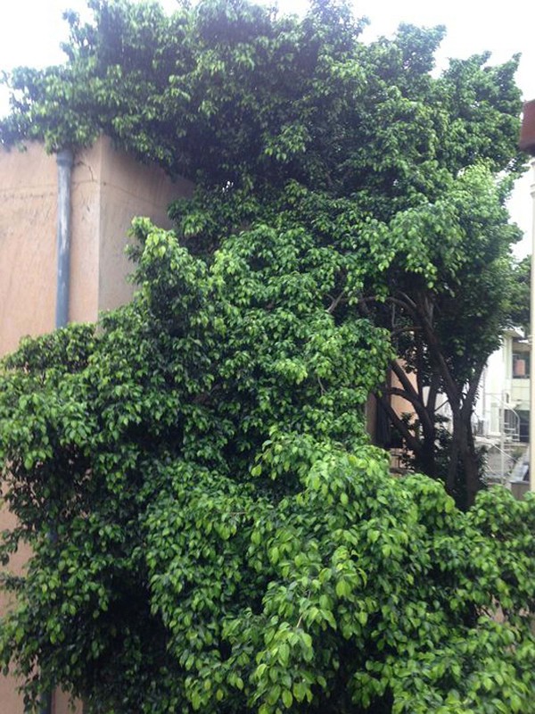 syed hassan shahrukh