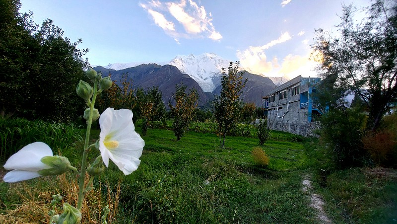 Muhammad Kashif Naveed